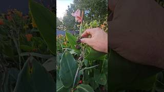 Collecting canna seeds in Garden North [upl. by Amorete]