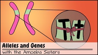 Alleles and Genes [upl. by Ayoj965]