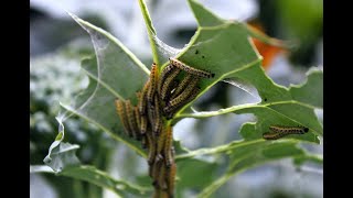 Come eliminare la cavolaia con metodi naturali [upl. by Omor]