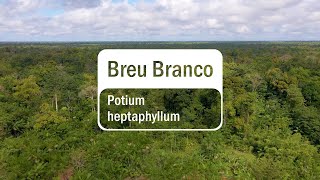 Discover how doTERRA Breu Branco is sourced Translated Subtitles [upl. by Aronoff236]