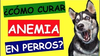 ANEMIA EN PERROS TRATAMIENTO [upl. by Brandwein232]