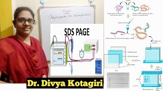 Polyacrylamide gel electrophoresis  PAGESDSPAGE  in detail with buffer preparationGenes amp Genus [upl. by Ronalda]