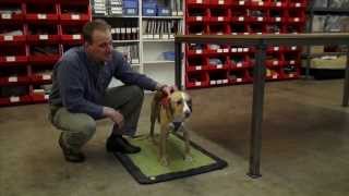 How To Adjust The Web Master Harness A Ruffwear Quick Start Video [upl. by Ody]