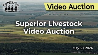 Superior Livestock Auction  Video Auction [upl. by Giselbert713]