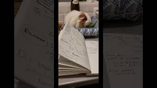 フランス語勉強中にピィピィすごく鳴くこむぎちゃん。連れてきてみたけれど、目的はお野菜だったみたい。この後すぐに隅っこに走り逃げようとしたのでケージにそっと戻しました。 [upl. by Elissa]