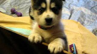 Husky Puppies at 5 weeks old whining for attention [upl. by Yaniv]