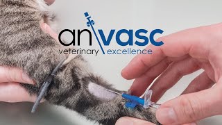 ANIVASC  Veterinary IV catheter with fixed wings [upl. by Sophronia]