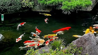 koi fish tank worth 50000 usd [upl. by Eiznekcm]