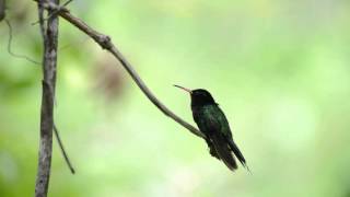 A redbilled streamertail hummingbird at the Rocklands Bird Sanctuary in Jamaica [upl. by Ambrosia745]