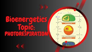 Photorespiration in plants l XI biology l Bioenergetics [upl. by Oznofla]