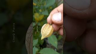 How to Grow Goldenberry Fruit at Home plants fruits farming shorts [upl. by Gould]