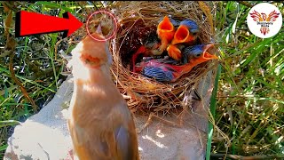 Skylark Bird Discovers Hidden Treasure in Nest  Amazing Nature Moment DiscoveryBirds [upl. by Anilra]