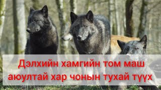 Гөлөг оллоо гээд чоно тэжээсэн залуугийн түүх монгол хэлээр кино дуу mongol duu kino 2023 [upl. by Girovard125]