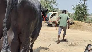 Girlando Cow Sold To Bawa Dairy Farm  Nurpur Punjab Within 1hr of Updating Video on YouTube [upl. by Diba]