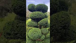 Yew Tree Cloud Pruning ☁️ Stunning Topiary’s create inspire gardening life [upl. by Lehet]