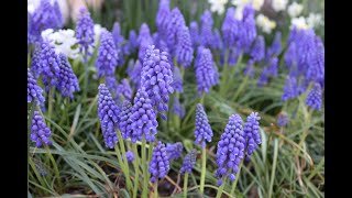 Muscari armeniacum  Grape Hyacinth [upl. by Crissie]