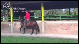 Paso Fino  Atractivo De La Piramide [upl. by Clausen363]