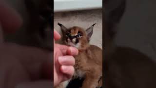 Мини каракал просит чухи чухи каракал cat caracal caracat сервал serval cute kitten [upl. by Eanar]