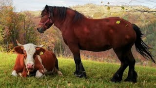 Poiana Mărului Brașov Mâine maș muta aici  România pitorească și bătrânelul uimit de dronă [upl. by Enitram]