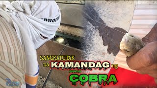 SANGKATUTAK na KAMANDAG ng BUNTIS na COBRA [upl. by Haiasi]