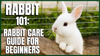 Rabbit 101 Rabbit Care Guide for Beginners [upl. by Airbas]