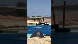 Omg the dolphin show at Rancho Texas Park Lanzorote [upl. by Bax223]