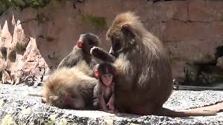 Hamadryas Baboon with babys at Paignton Zoo [upl. by Lebisor]