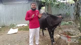 bovine papilloma amp warts massha saifuddin contact number 8145442087 [upl. by Isahella]