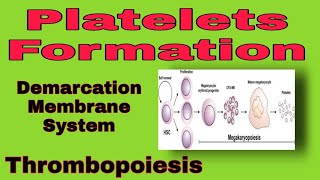 Megakaryopoiesis  Platelets Formation [upl. by Ruosnam]