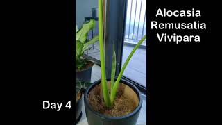 Alocasia Remusatia Vivipara Time Lapse [upl. by Anauqes]