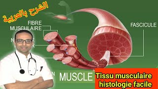 tissu musculaire et physiologie de la contraction [upl. by Collum]