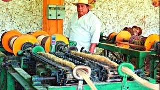 Sisal Fiber Processing  Sotuta De Peon Yucatan [upl. by Fredrika]