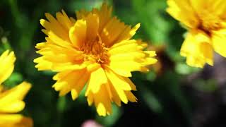 Tickseed Coreopsis [upl. by Eltotsira]