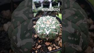 This Astrophytum V Type survived after 2 times in dehydrate condition astrophytum cactaceae [upl. by Pomcroy]