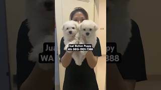 Jual Bichon Puppy [upl. by Brahear]