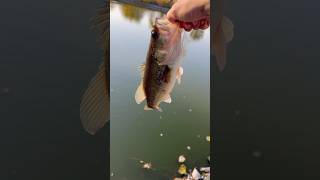 Remelting old lures largemouthbass fishing luremaking shorts smallmouthbass fish baitmaking [upl. by Ydorb316]