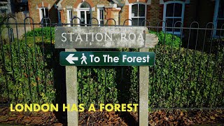 A walk in the Peoples Forest  Epping Forest walk 4K [upl. by Leuamme]