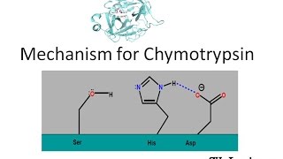 Mechanism of Chymotrypsin [upl. by Lanti23]