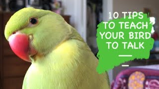 10 TIPS TO TEACH YOUR BIRD TO TALK  Simple tips [upl. by Savior]