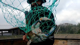 Catching Blue Crabs With Some Shrimp Action Also [upl. by Ojybbob]