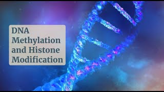 Gene Regulation 101 DNA Methylation and Histone Modifications Uncovered [upl. by Ahsenek]