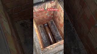 Rats 🐀 in kitchen and Rat Drain blocker installed for long term solution [upl. by Sethrida508]