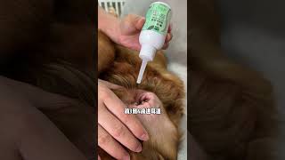 It turns out that a dogs ears need to be cleaned once a week Check it out immediately after sc [upl. by Dennie]