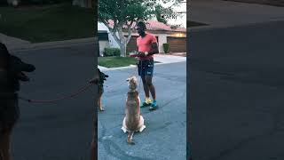 Dog Training Is A Lifestyle We Never Give Up On The Dog [upl. by Thecla557]