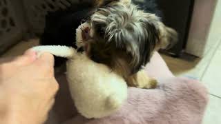 Cute Yorkshire Terrier 可爱约克夏 [upl. by Dayna]