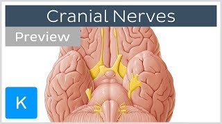 Cranial nerves list and functions preview  Human Anatomy  Kenhub [upl. by Nagem143]