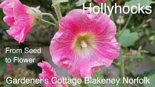 Hollyhock Flowers at Gardeners Cottage Garden [upl. by Yenot489]