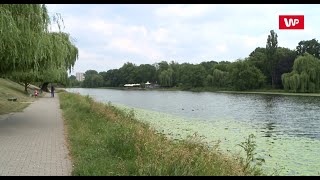 Plaga komarów nad Polską One są najlepszą bronią na te owady [upl. by Paolina]