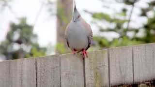 Crested Pigeon Birdcall [upl. by Trinity]