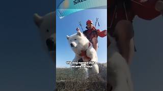 This dog loves paragliding shorts sports dog [upl. by Valleau258]